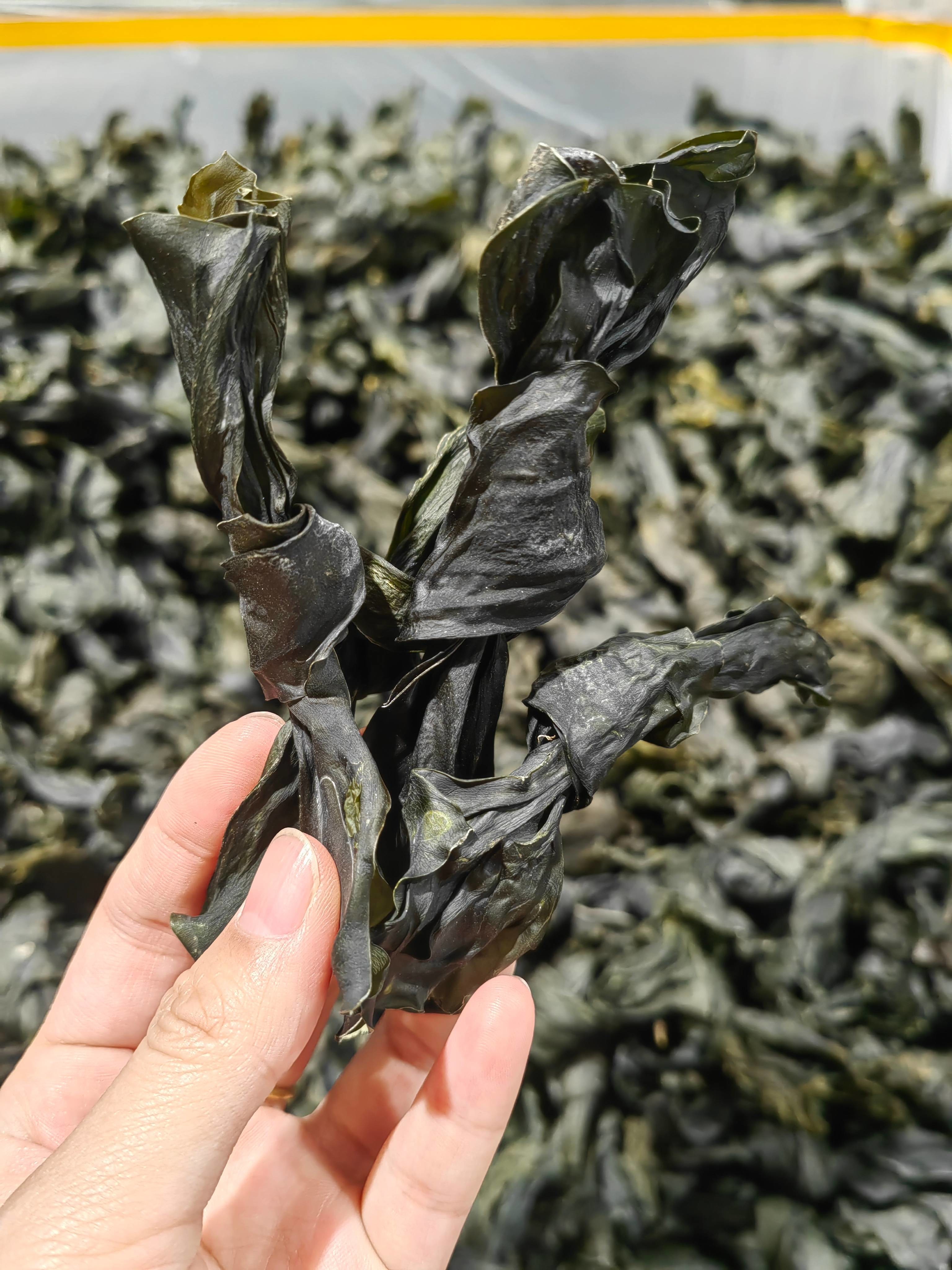 High Nutritional Umami Green Kelp Sprouts , Kelp Vegetable HACCP Approved