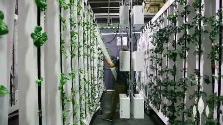 Skyplant Customized NFT Vertical Climate Control Hydroponic Growing Systems