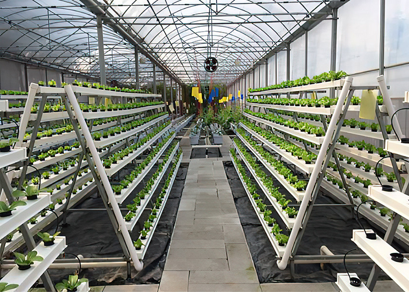 Easy Maintenance Nutrient Film Technique System With Strong Adaptability