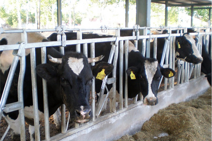 Galvanized Steel Fence Cow Ring Hot Galvanized Livestock Fencing Squeeze Chute Hot Dipped