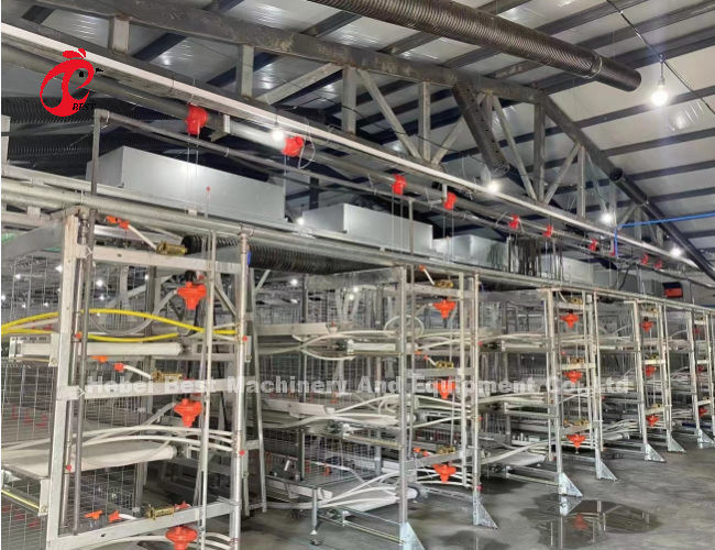 Poultry Farm Automatic Baby Broiler Battery Cage System Rose