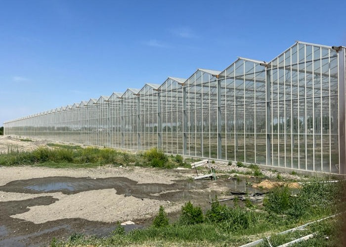 10x10 10x12 10x6 Aluminum Venlo Glass Greenhouse Grow Rose With Cooling System Ventilation System