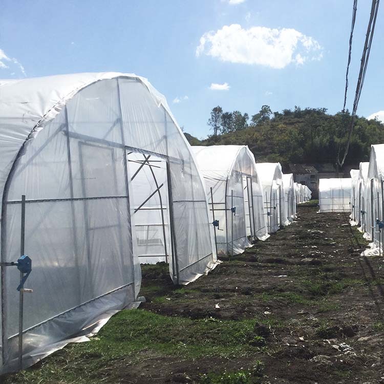 Sample Tunnel Plastic Greenhouse / Plastic Vegetable Single Span Greenhouse