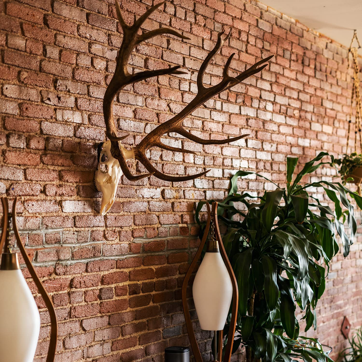 Customized Thickness European Mount Skull Hanger The Perfect Deer Head Mounting Solution