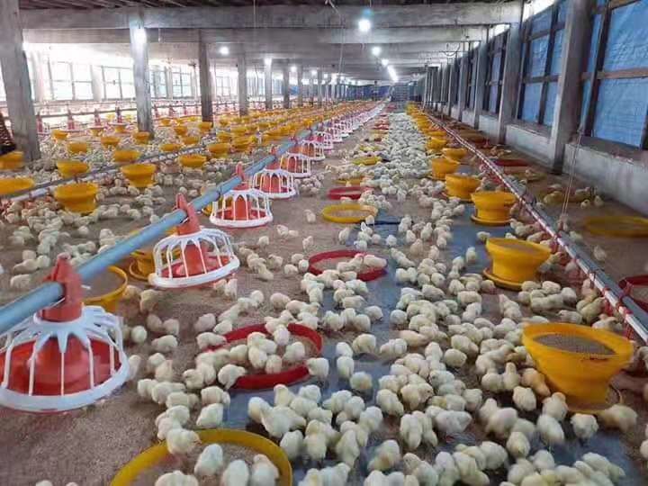 Bucket Broiler Manual Poultry Feeder Drinker