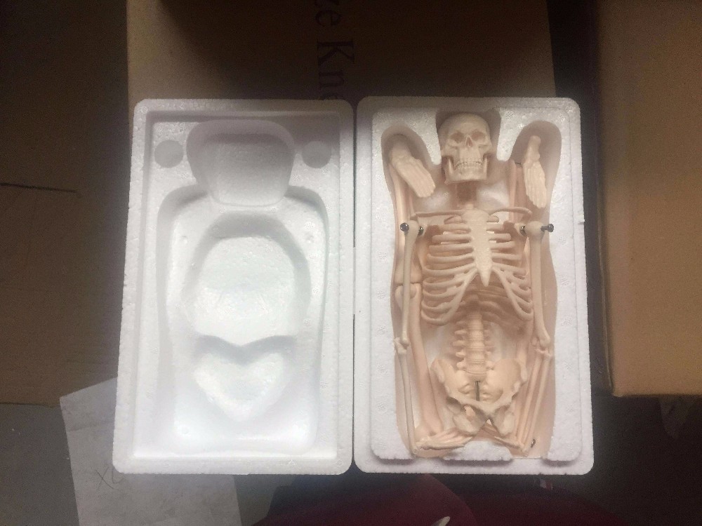 School Medical Simulation Pvc 180cm Tall Human Skeleton Model