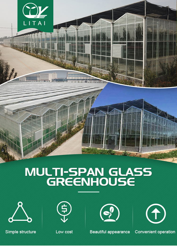 Multi-span Agricultural Glass Greenhouse with Film Covering Width 8m or Customizable