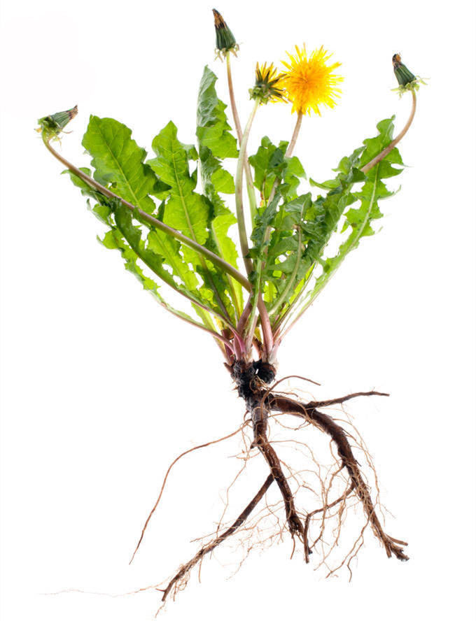 Water Soluble Organic Dandelion Root Herbal Extract Powder