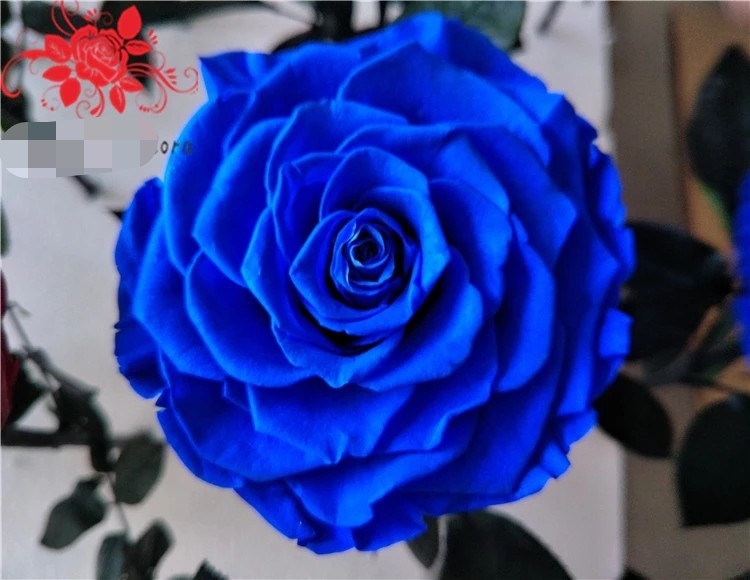 10cm Preserved Flower Rose with Stem Long 30cm Real natural fresh roses