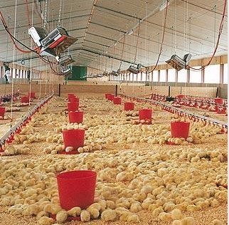 CE Livestock Gas Gas Poultry Heaters Husbandry For Chicken Farm