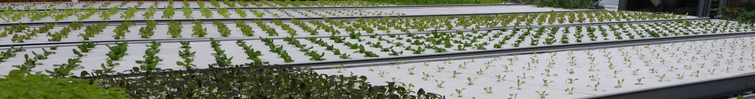 Wet Curtain Controlled Inlluminating Greenhouse