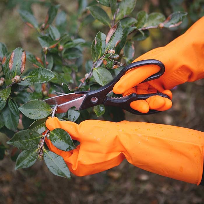 Orange Color Cotton Flocklined Kitchen Rubber Gloves garderning Use Natural Latex
