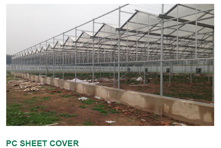 American Tomato Agriculture Polycarbonate Greenhouse Equipped with Hydroponic Systems