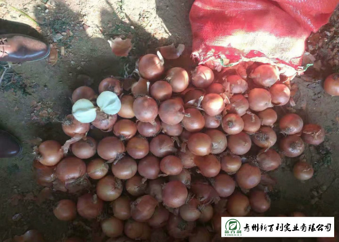 ISO / HACCP Standard Fresh Onions Supply Time May To Next February