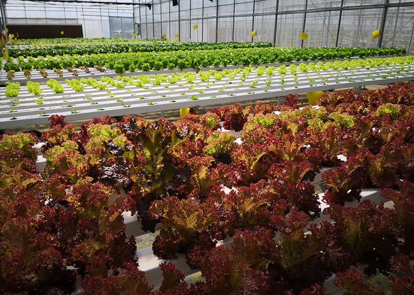 High Density NFT Hydroponics System Fast Harvest Cycle Automatic Control