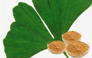 Buy cheap Ginkgo Biloba Water Soluble Pure Herbs And Herbal Extracts Yellow Brown Powder product