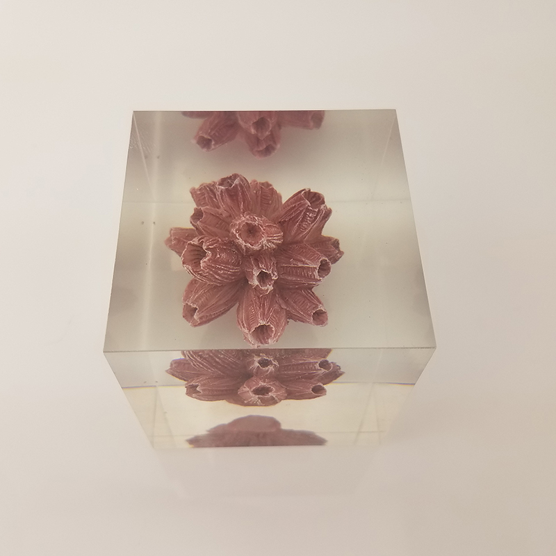 Transparent resin cube brick paperweight with Coral inside