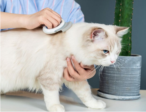 Oval Pet Grooming Tool Soft Tooth Cat Hair Cleaning Brush