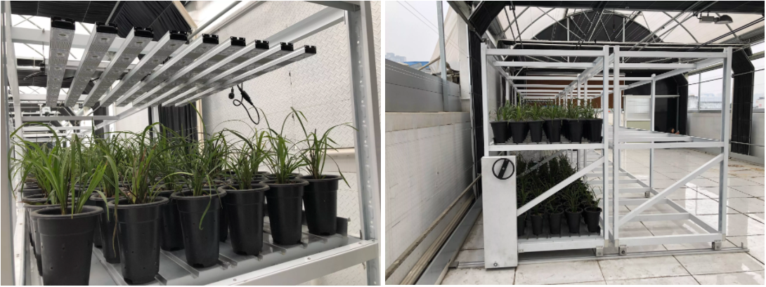 Hot Galvanized Multilevel Greenhouse Racks Double Layer Ebb And Flow Rolling Benches