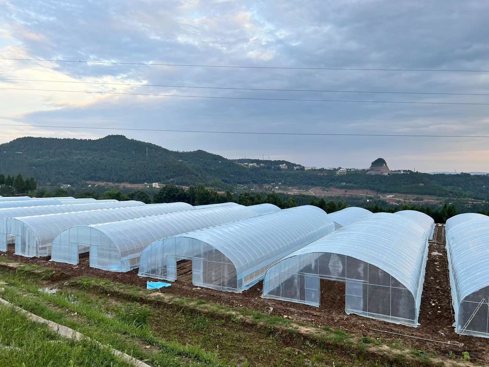 Hot Sale High Tunnel Plastic Single Span Greenhouse Agriculture For Vegetable Farm