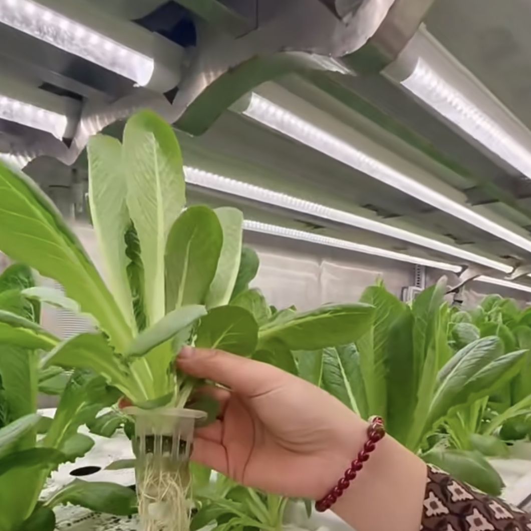 Container House for Growing Green Leafy Veggies