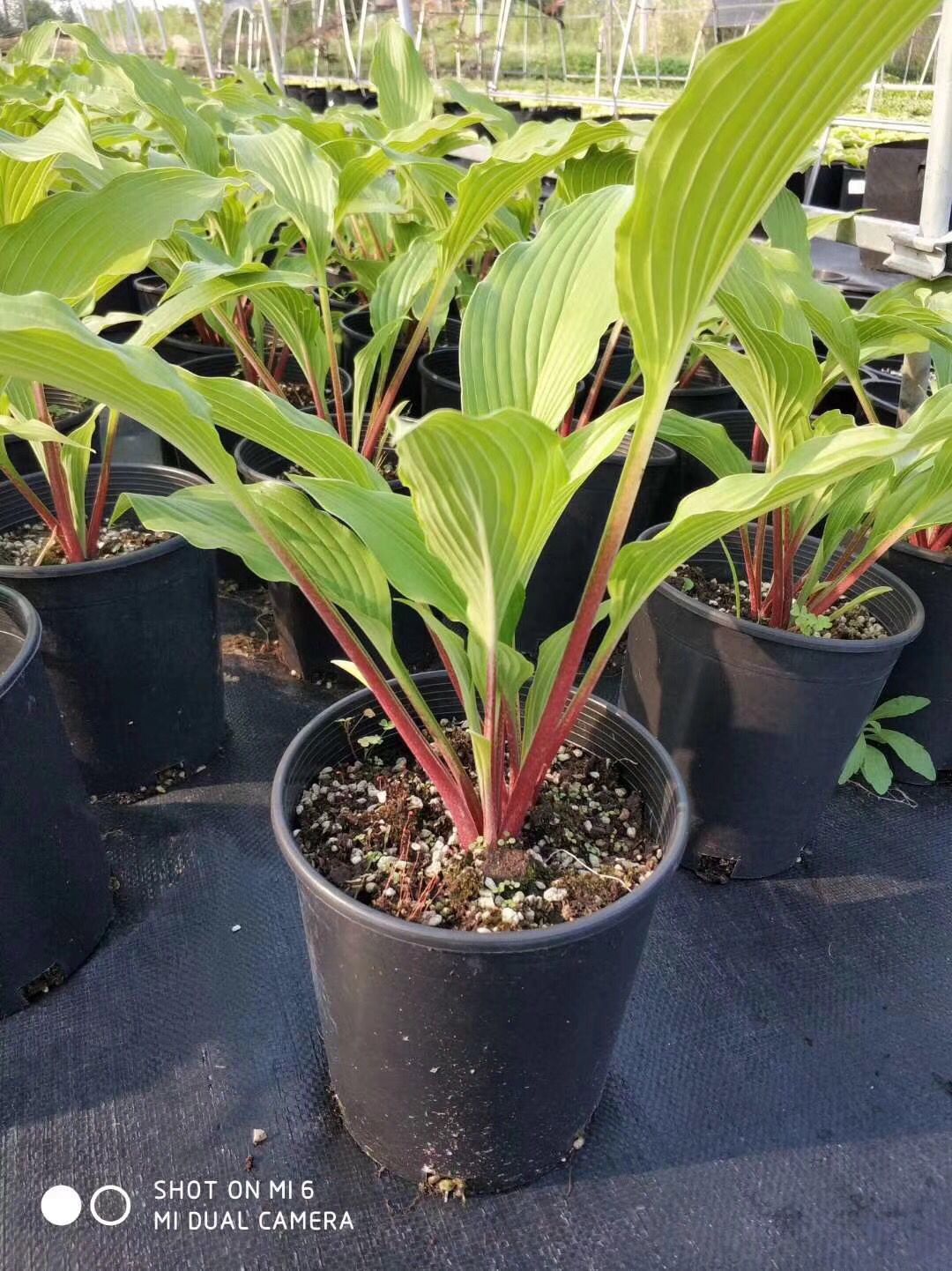 Air prunr pot Root pot fast growth container nursery tree pot from Factory Selling