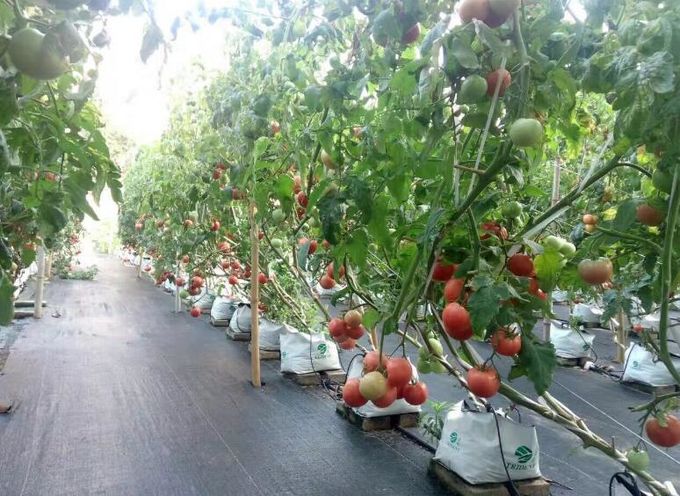 Side Height 3-7m Large Polycarbonate Greenhouse With Ventilation System