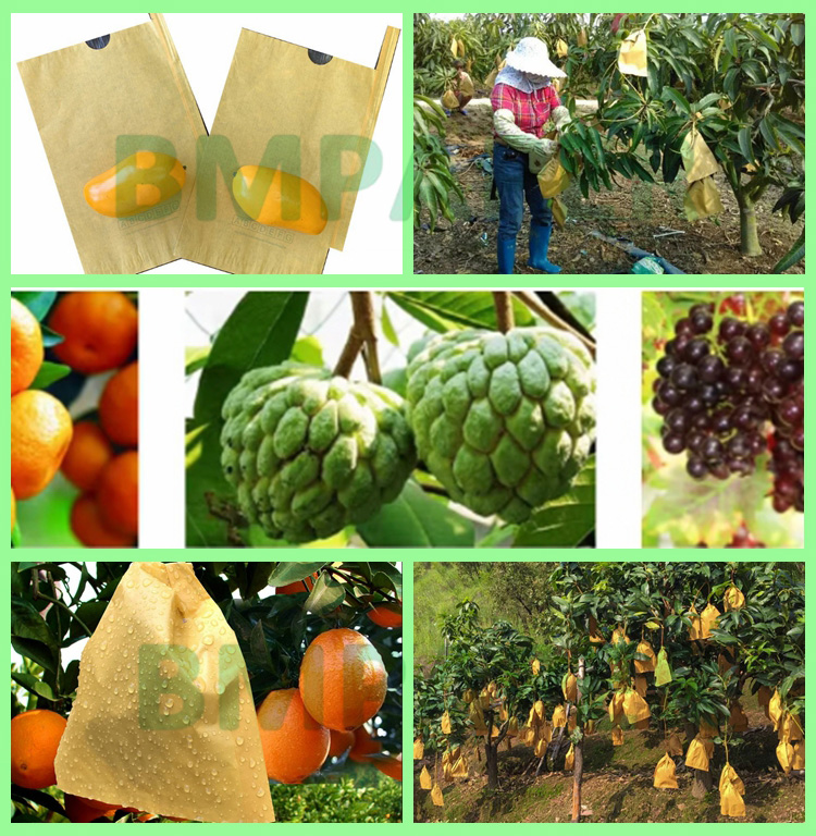 Breathable 56gsm Mango Guava Fruit Bag Protection Paper 370mm Waterproof