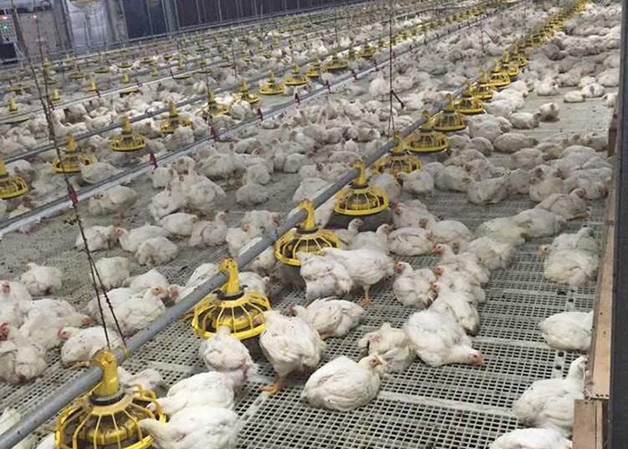 Broiler Flooring Raising Chicken Farm Equipment 4 Drinker /M