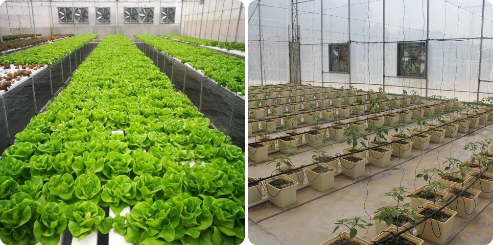 Multi-Span Greenhouse Kits Plastic Film Hydroponics Greenhouse For Sale