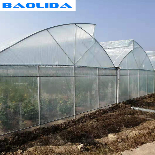 Commercial Poly Tunnel Greenhouse Automated Agriculture Multi Span Greenhouse