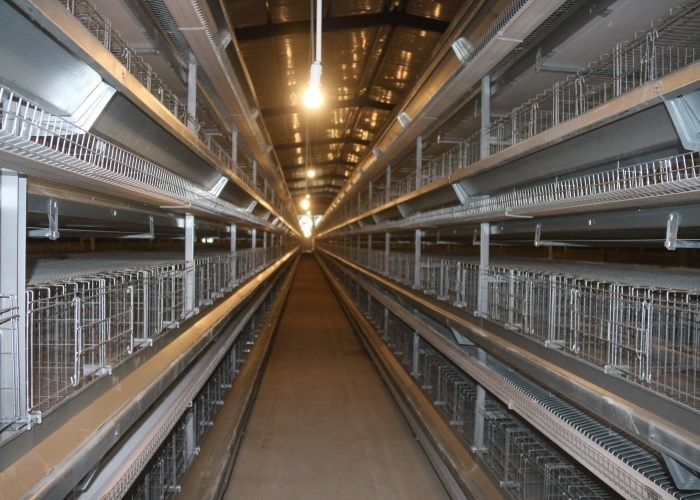Professional Layer Poultry Farming Equipment Easy Use Environment Friendly