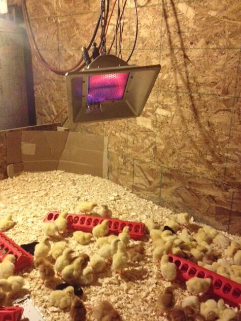 Catalytic Ceramic Infrared Heater 3000 - 5000pa Brooder Heater For Chicks