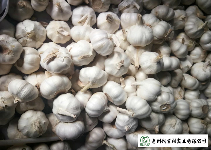 Reducing Bacteria Fresh Organic Garlic 9 Months Shelf Life Supply For Supermarket
