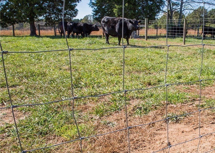 1.8m Tall Galvanized Cattle Fencing Farm Field Fence In Rolls windproof