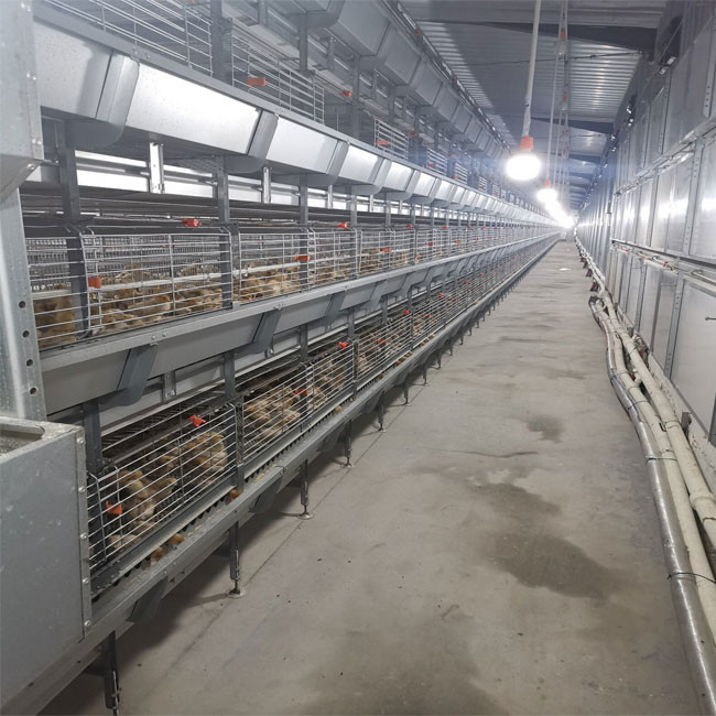3 Tier H Type Pullet Cage Battery Baby Layer Chicken Cage For 50000 Birds
