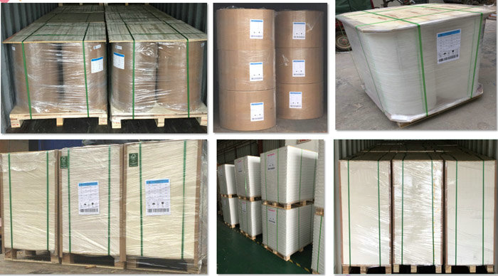 Single wall cup material 15gsm PE Plastic Coating Surface White Paper sheets