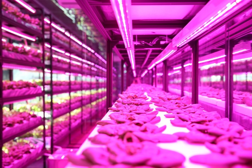 High PPFD 4000lm 310nm Vegetable Grow Lights