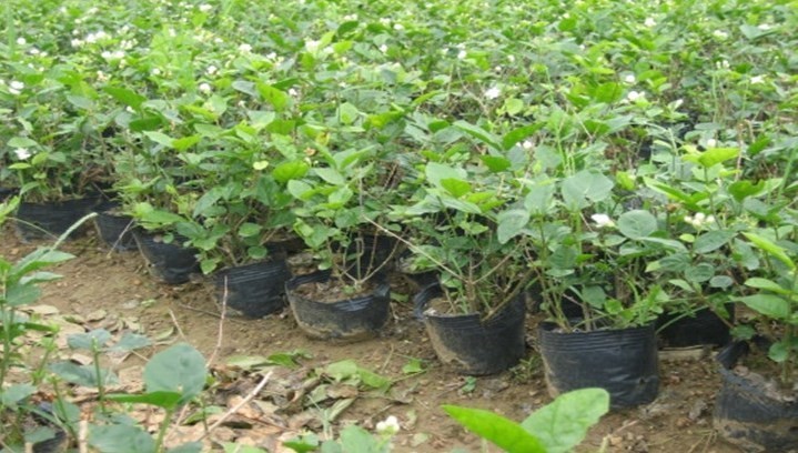 HQ Nutrition PE 1L Propagation Black Nursery Pots With Drainage Holes