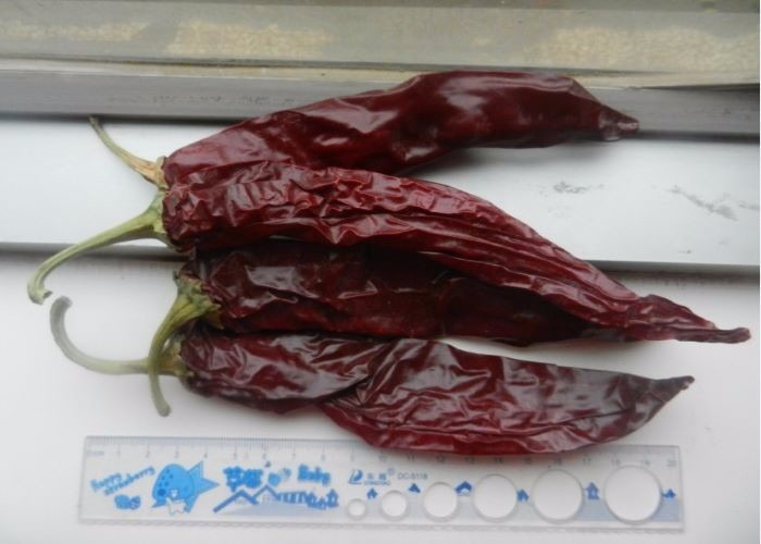 Red Hot Chili Pepper Ring Guajillo Cut 1-20KG/CTN 0.5-1.5cm