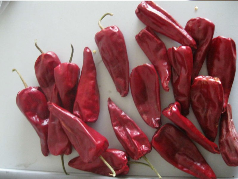Factory price New Crop Fresh Red hot bullet Chilli