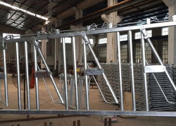 Safe And Sturdy Cattle Headlock Feeder High Strength Corrosion Resistance