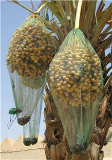 Get the Best HDPE Mesh Bag for Date Palm Rain Protection in Dubai at Affordable