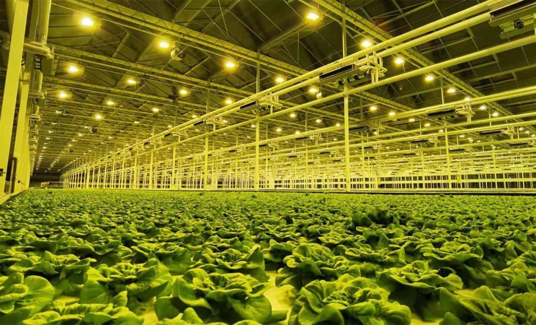 Tomato Cucumber Lettuce Growing System