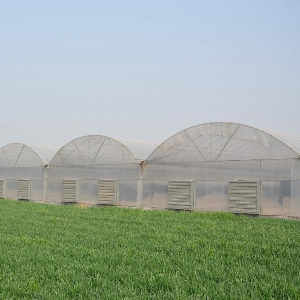 6 Foot 8 Foot Double Roof Arch Muliti Span Film Greenhouse Keep Warm For