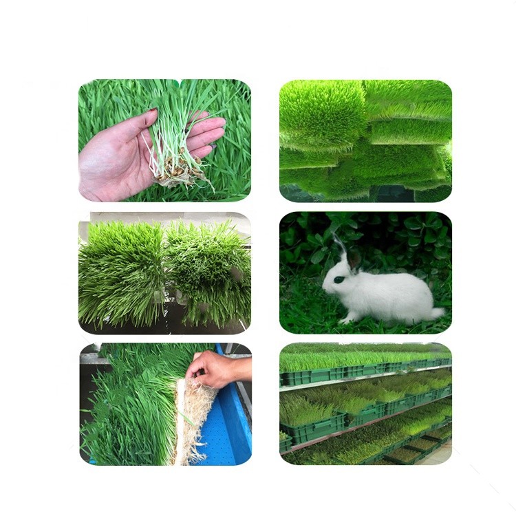 Livestock Hydroponic Fodder Machine Barley Growing Automated Fodder System