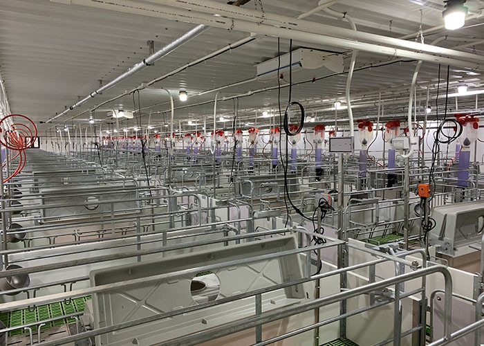 Automatic Raising Housing And Equipment For Swine Production CE SGS