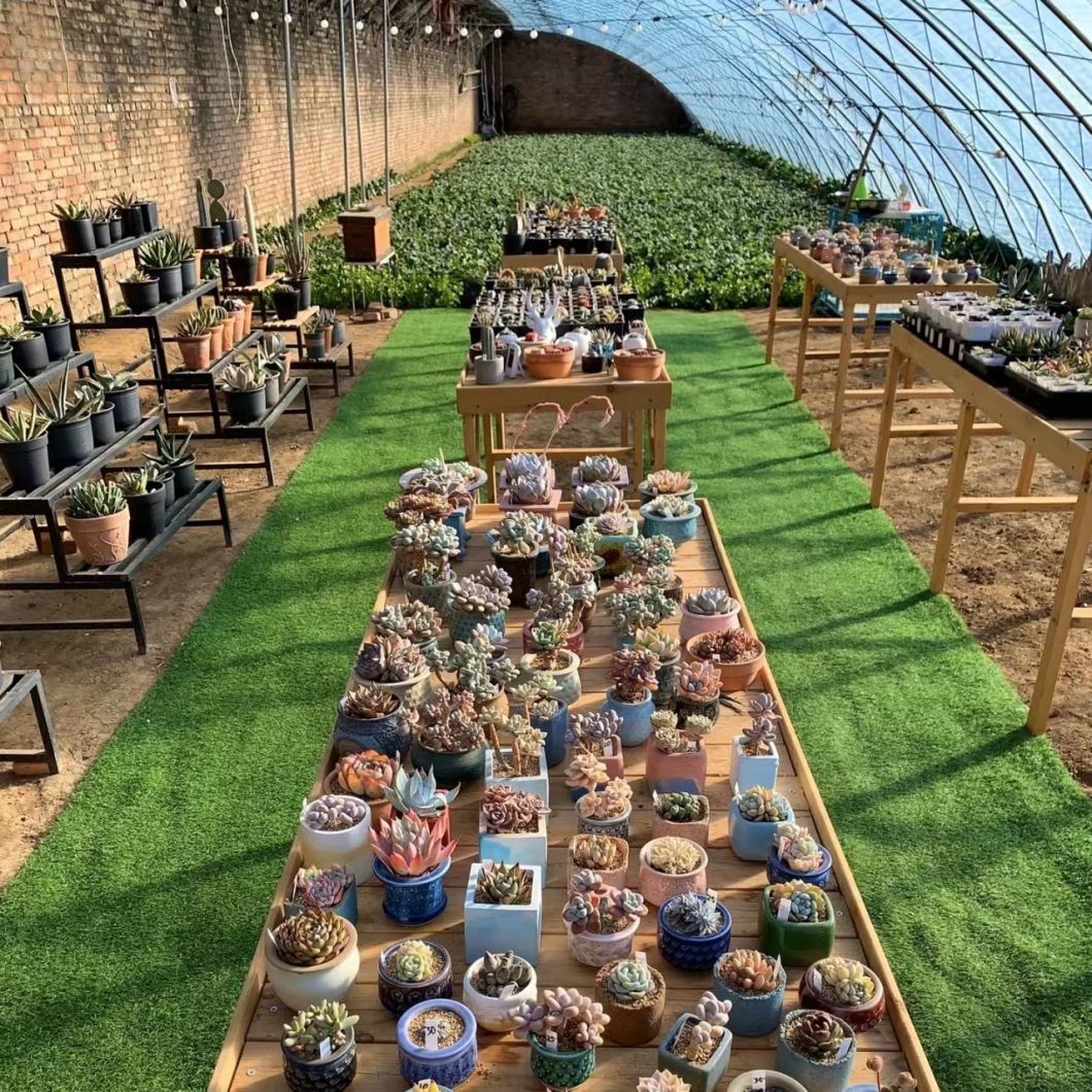 Sunlight Greenhouse Hydroponic Vegetable Production