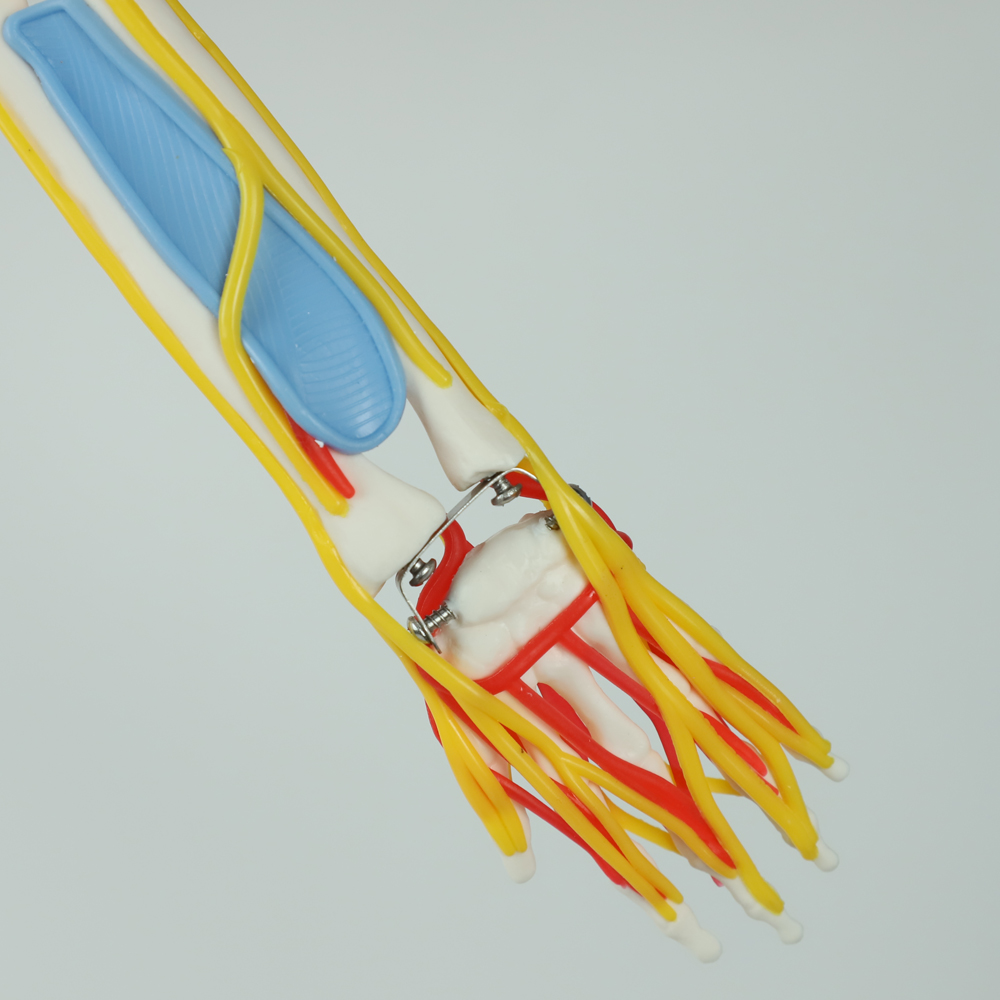 Full Size Anatomy Skeleton Model Chromatic Vessels Nerves 85cm