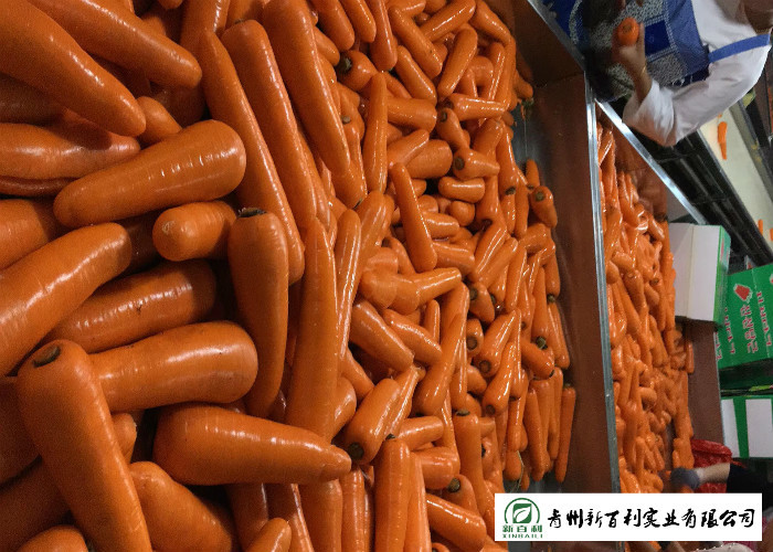 HACCP / GAP Standard Fresh Organic Carrots Own Plantation Supply To Supermarket